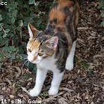 Dorothy Swaniawski Profile Picture