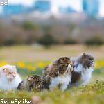 Kari Hermann Profile Picture