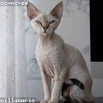 Darren Bode Profile Picture